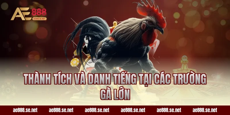 Thành tích và danh tiếng tại các trường gà lớn